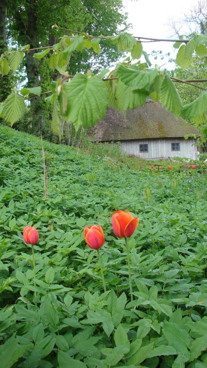 Lillemollens Bed & Breakfast Orbaek  Zewnętrze zdjęcie